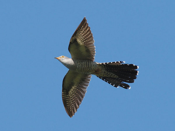 Käki, Common Cuckoo, Cuculus canorus